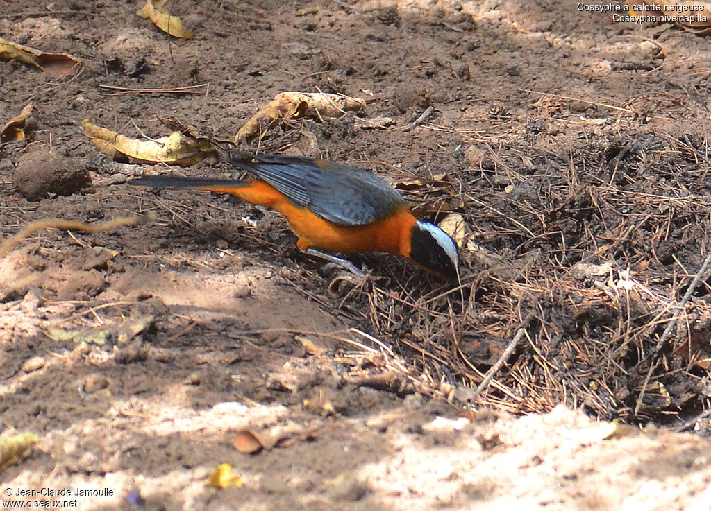 Snowy-crowned Robin-Chat, feeding habits, Behaviour