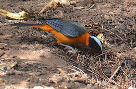 Snowy-crowned Robin-Chat