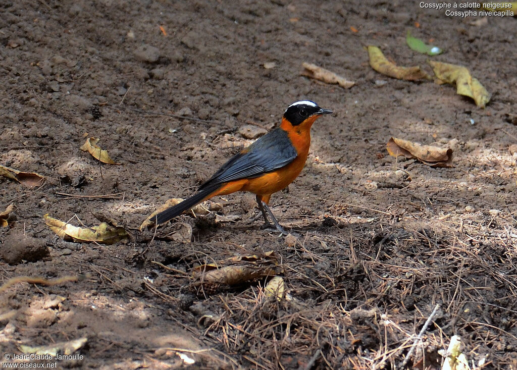 Snowy-crowned Robin-Chat, identification