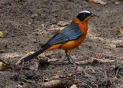 Snowy-crowned Robin-Chat