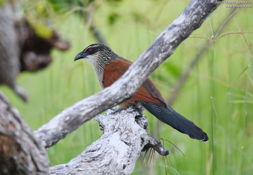 Coucal à sourcils blancs