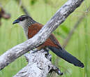 Coucal à sourcils blancs