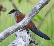 Coucal à sourcils blancs