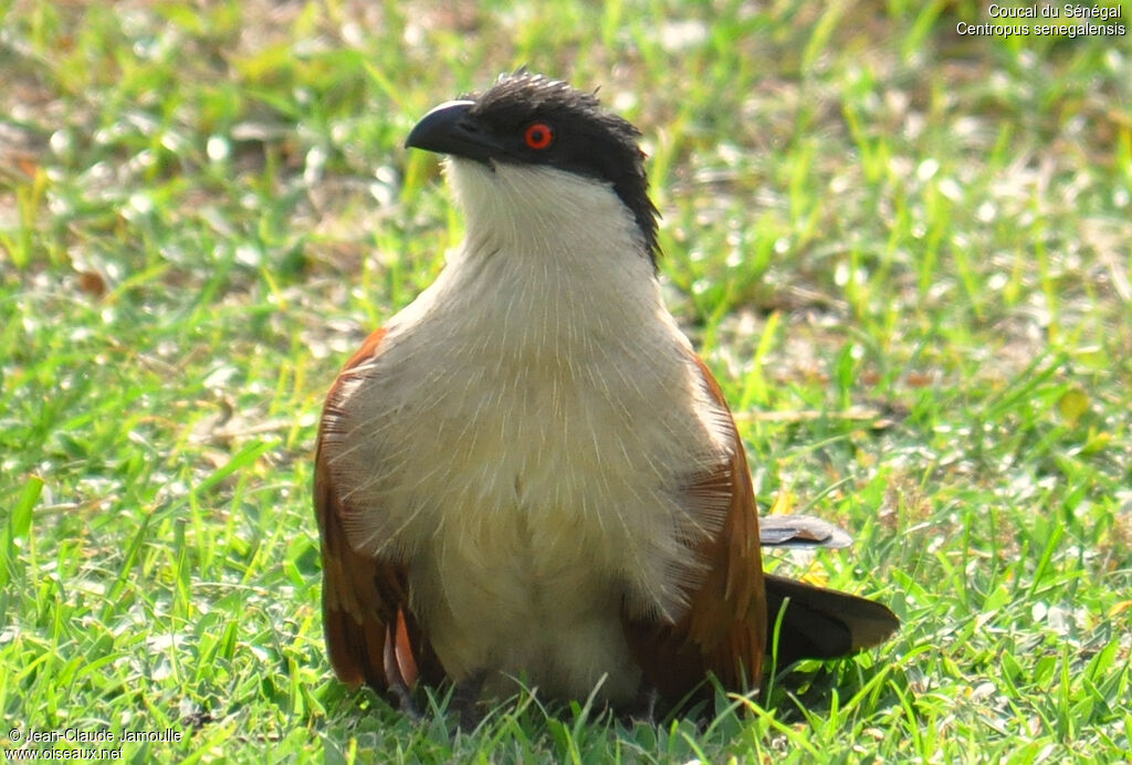 Coucal du Sénégal, Comportement