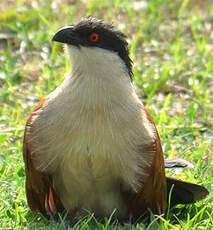 Coucal du Sénégal