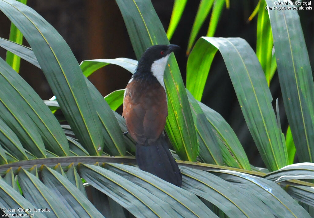 Coucal du Sénégal, Comportement