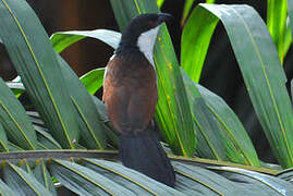 Senegal Coucal