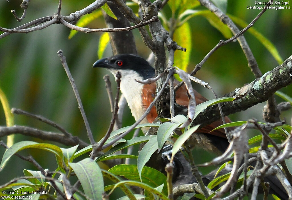 Coucal du Sénégal, Comportement