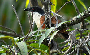 Senegal Coucal