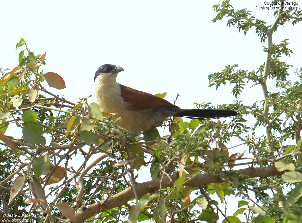 Coucal du Sénégal, Comportement