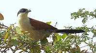 Coucal du Sénégal