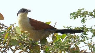 Senegal Coucal