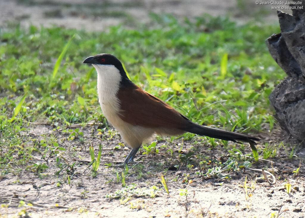 Senegal Coucal