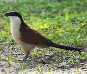 Coucal du Sénégal