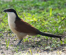 Senegal Coucal