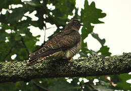 Common Cuckoo