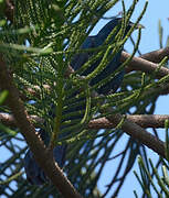 Asian Koel