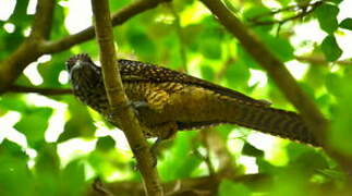 Asian Koel