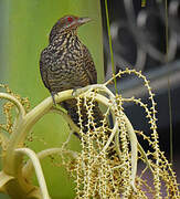 Asian Koel