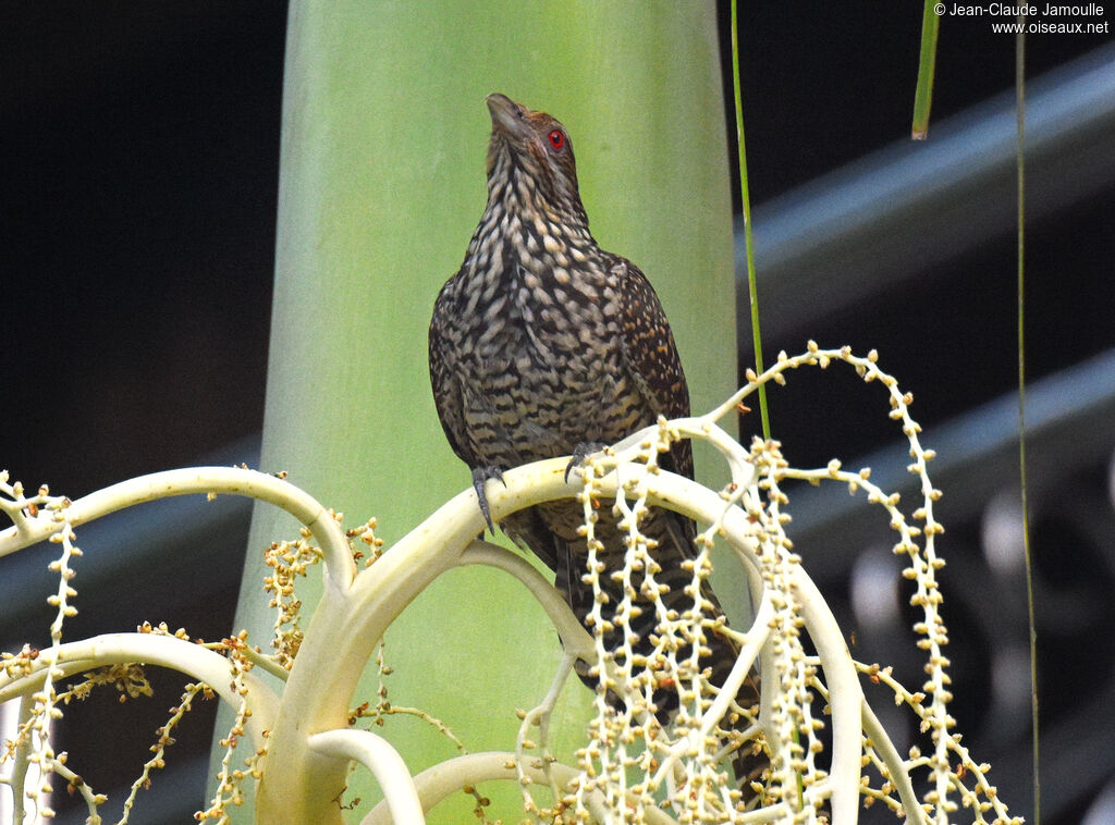 Asian Koel