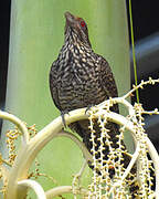 Asian Koel