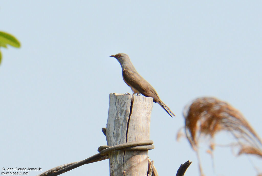 Plaintive Cuckoo