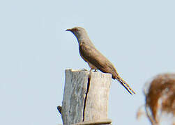 Plaintive Cuckoo