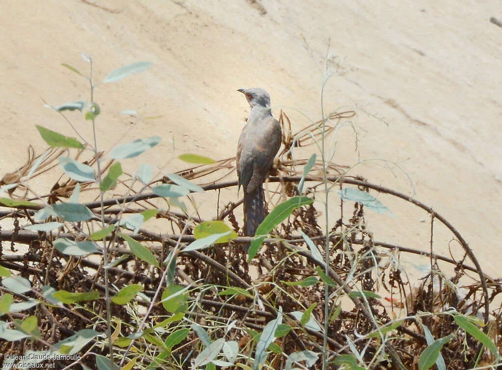 Plaintive Cuckoo