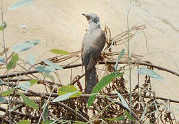 Plaintive Cuckoo