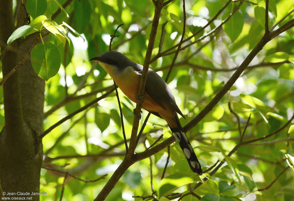 Mangrove Cuckoo