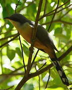 Mangrove Cuckoo