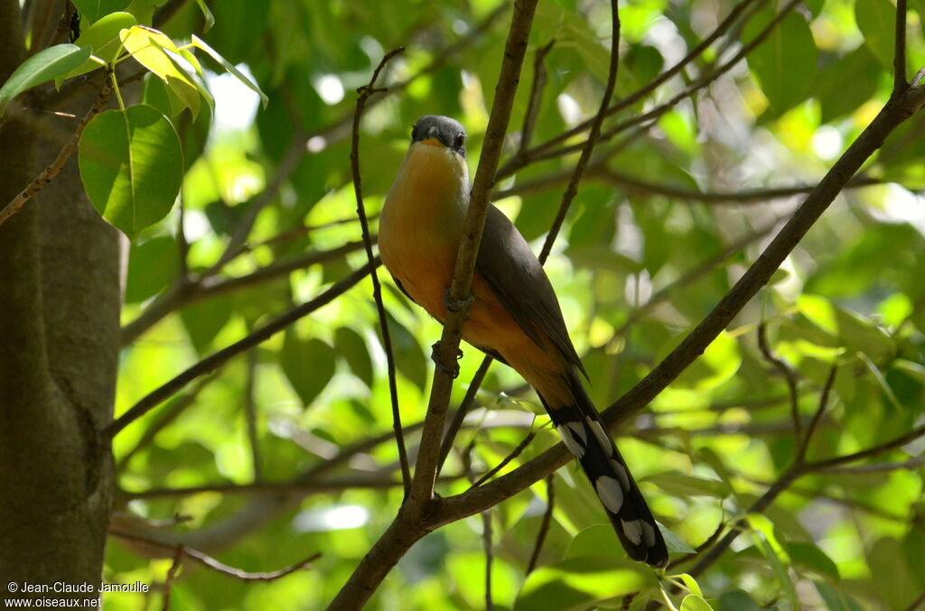 Mangrove Cuckoo