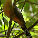 Coulicou manioc