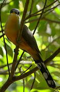 Mangrove Cuckoo