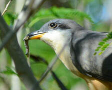 Mangrove Cuckoo