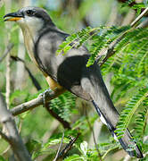 Mangrove Cuckoo