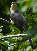 Mangrove Cuckoo