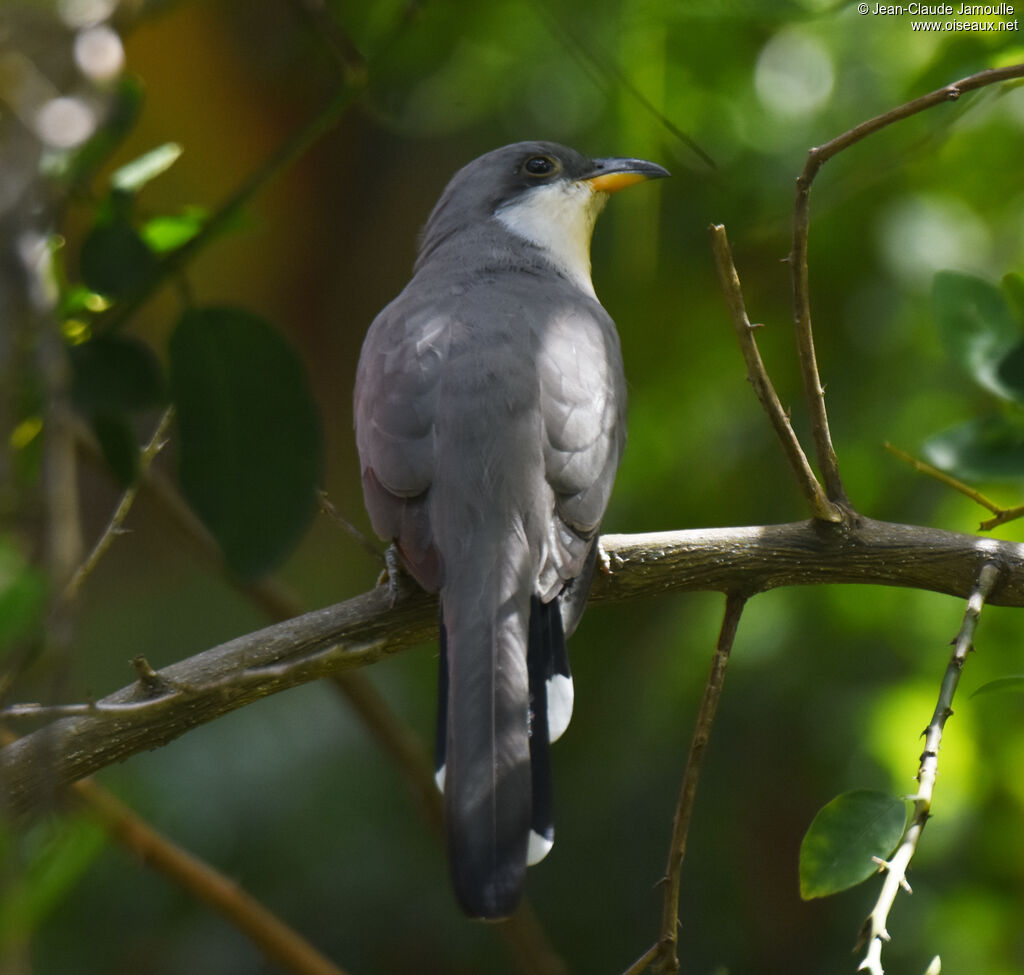 Mangrove Cuckoo