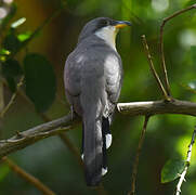 Mangrove Cuckoo