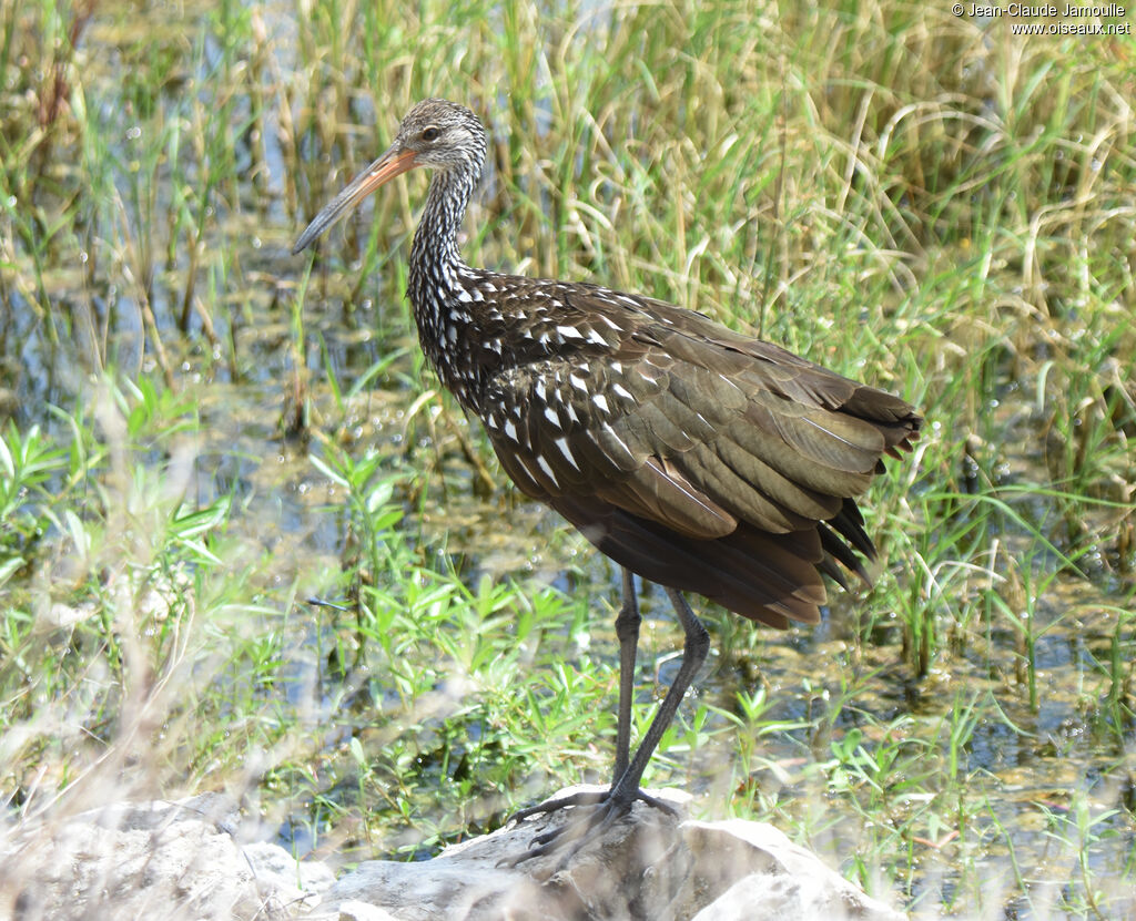 Limpkin