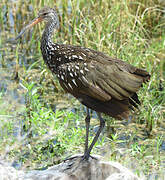 Limpkin