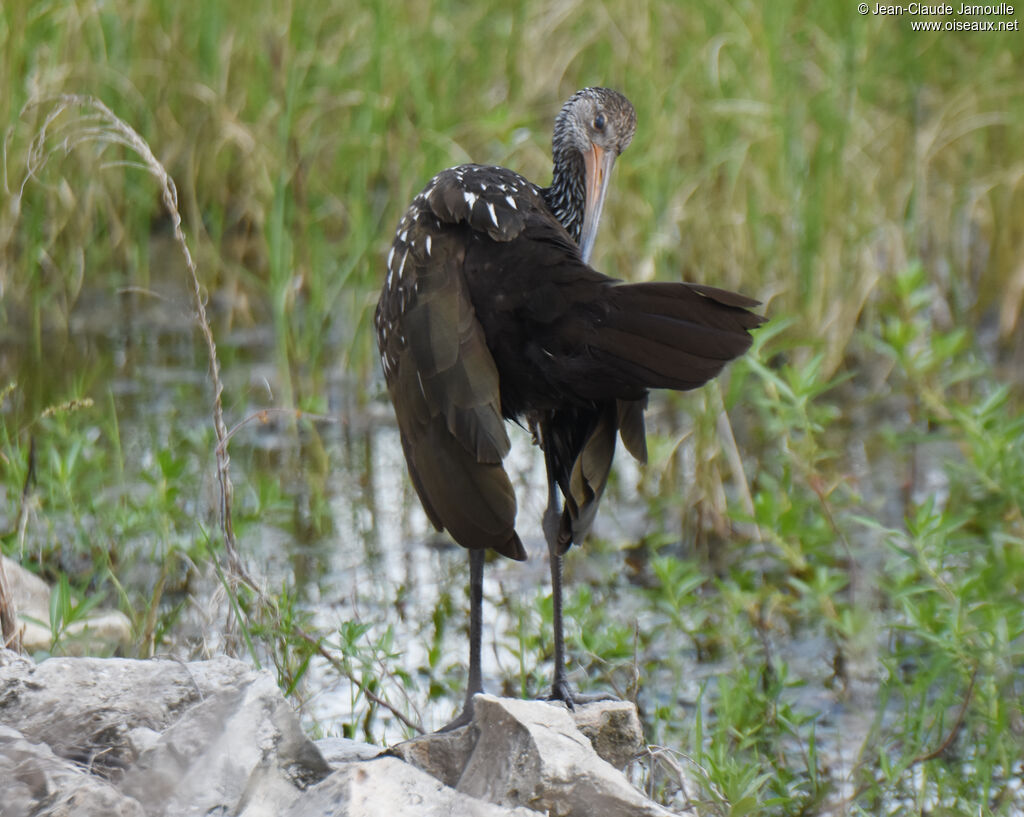 Limpkin