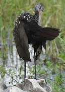 Limpkin