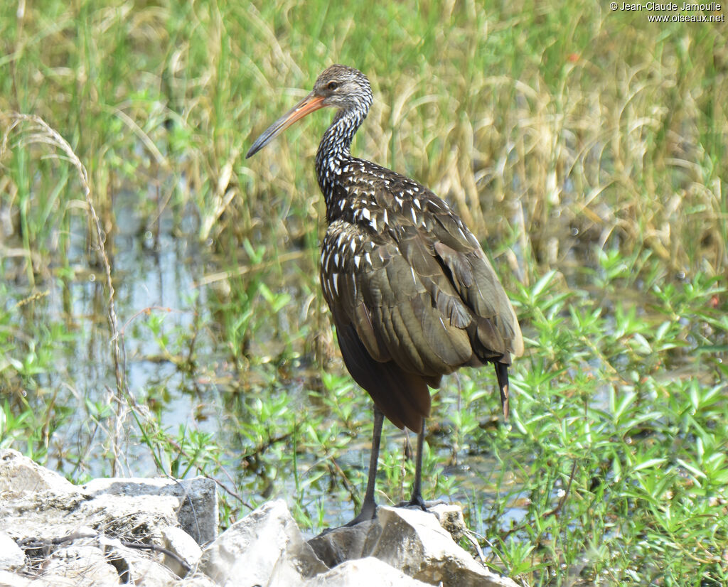 Limpkin