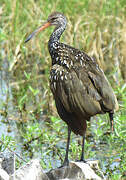 Limpkin