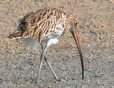 Eurasian Curlew