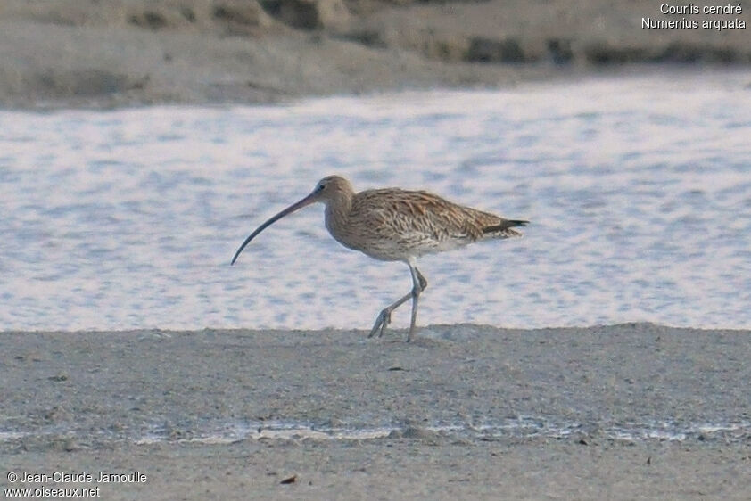 Eurasian Curlew