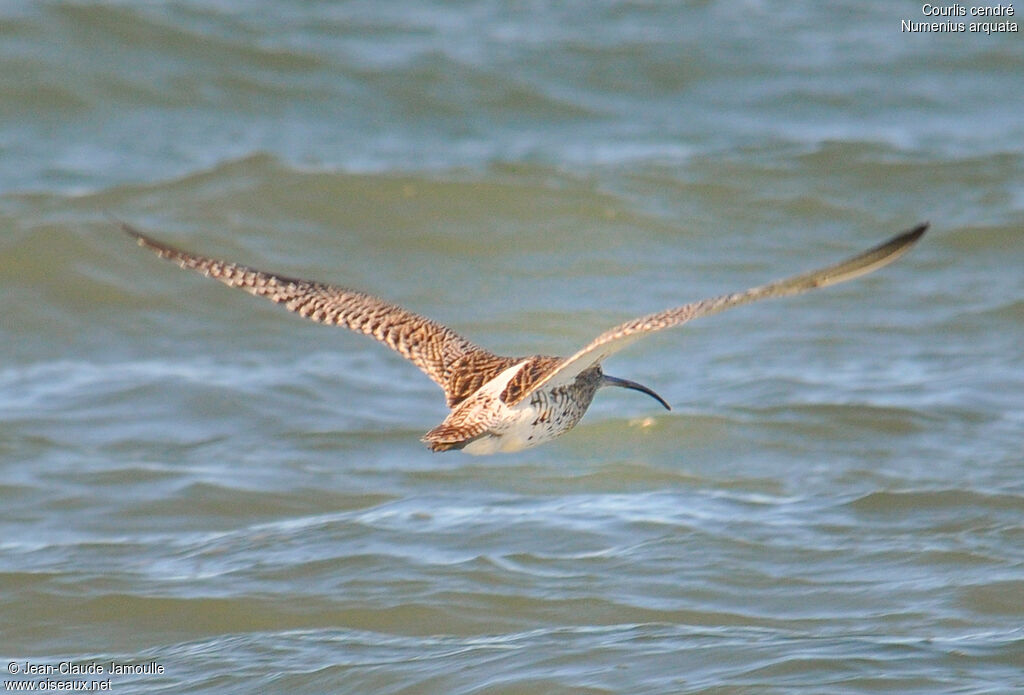 Eurasian Curlew