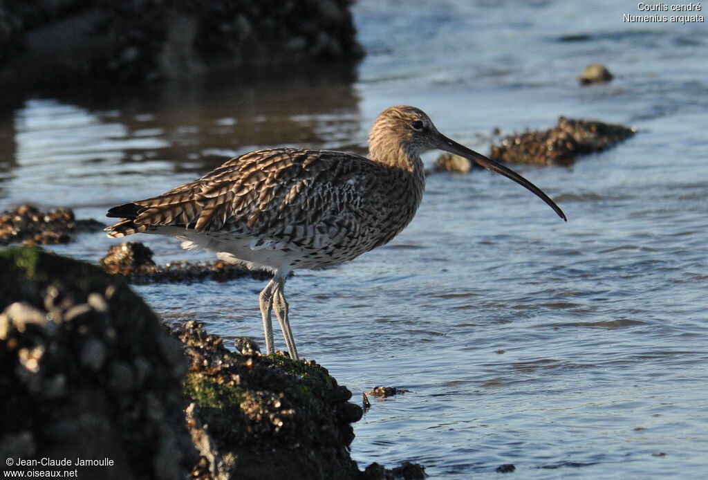 Eurasian Curlew