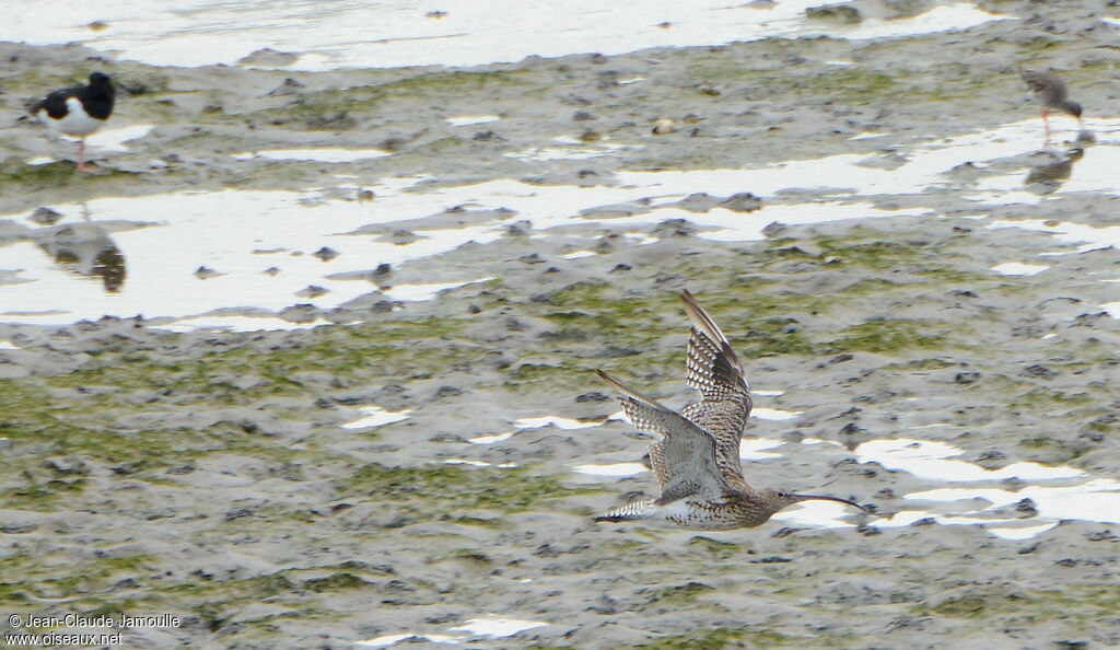 Eurasian Curlewadult, Flight